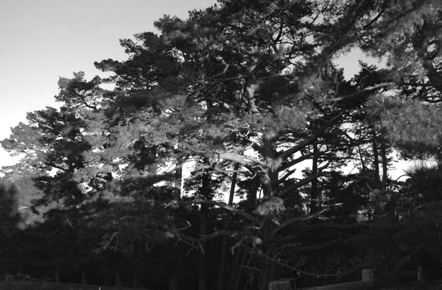 Monterey Pine Forest
